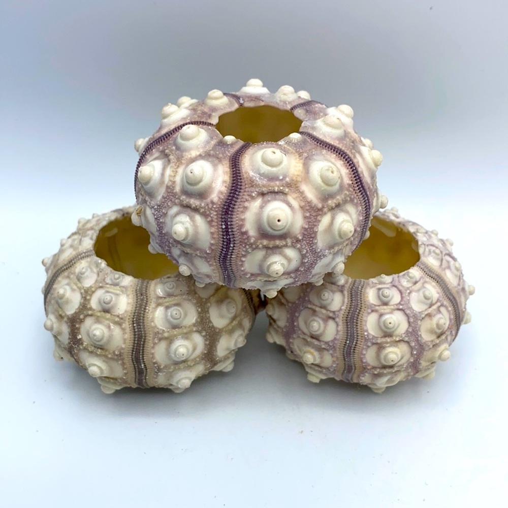 3 Sputnik Sea Urchin Shells Air Plant Holders Aquarium Decor Arts Craft Projects